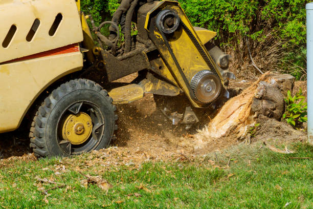 Trusted Timberlane, IL Tree Care Services Experts