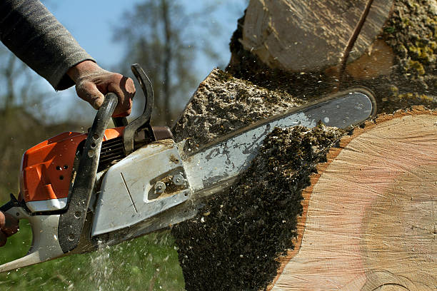 How Our Tree Care Process Works  in  Timberlane, IL